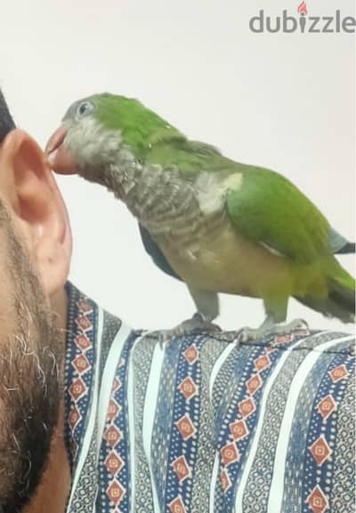 ببغاء كويكر