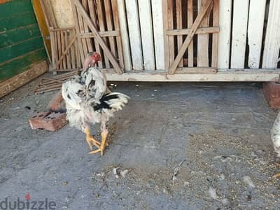 اسره حجازى ديك 2برابر واسره فيتنامي ديك وبربره عمر 3شهور