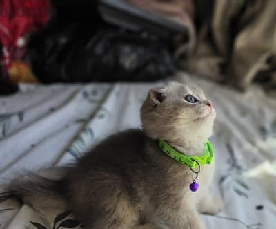 Scottish Fold Kitten for Sale اهالي مستورده