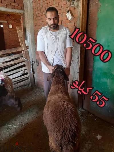 بسم الله الرحمن الرحيم خروف عقيقة 55 كيلو ب 105000 والدبح مجاني