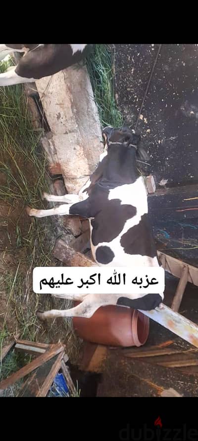 عزبه الله اكبر عليه تربيه بيتى الله اكبر