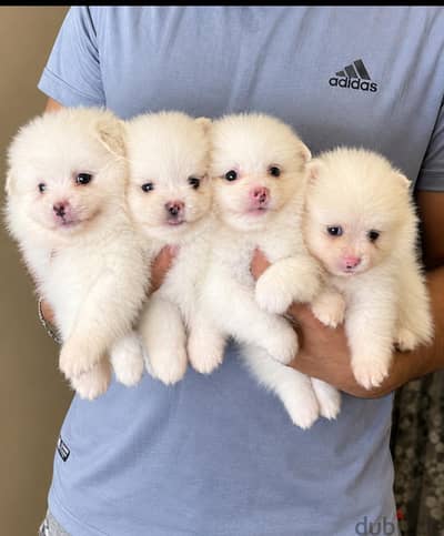 جراوي بومرينيان وتوي بودل ميني أبيض | Mini Pomeranian & Toy Poodle Pup