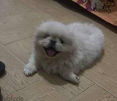 Pikinwa dog for sale