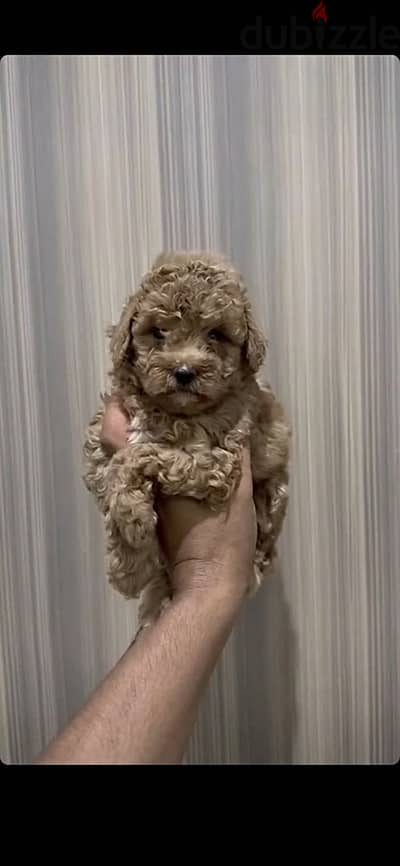 Available Toy poodle Top Quality