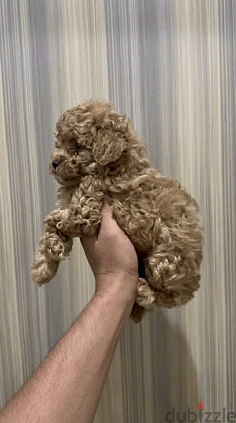 Available Toy poodle Top Quality 1