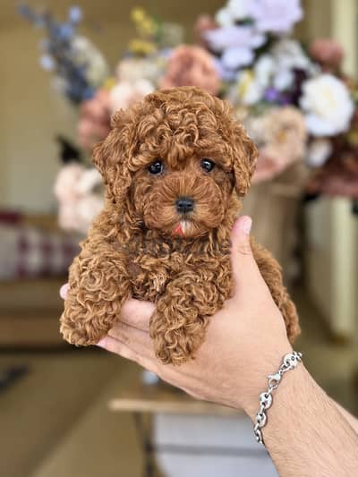 Poodle teacup pure top quality