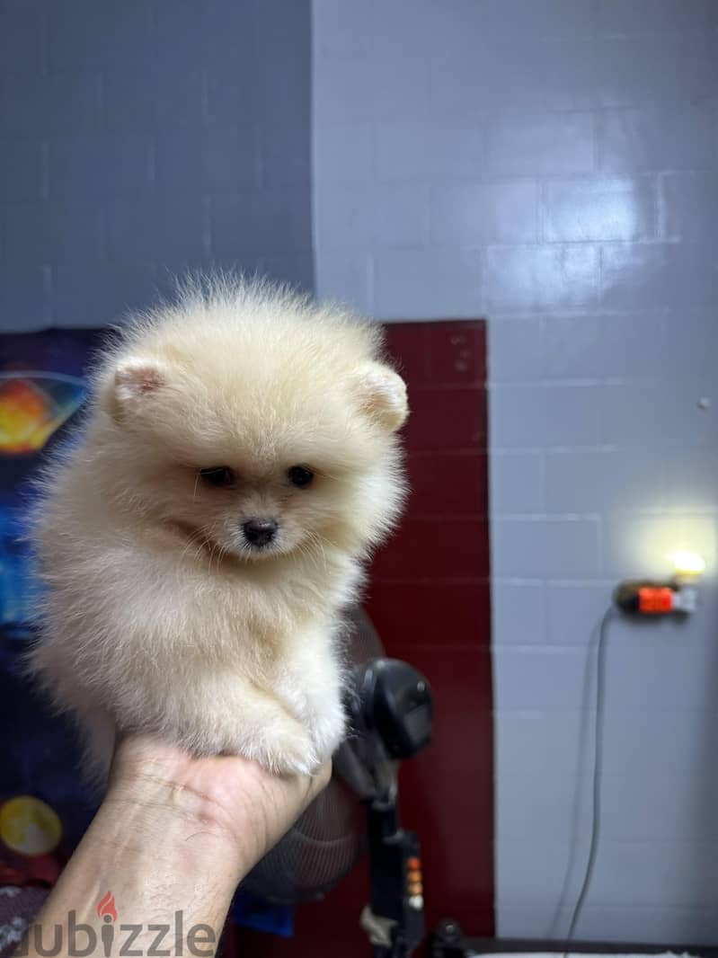 pomeranian tea cup 4