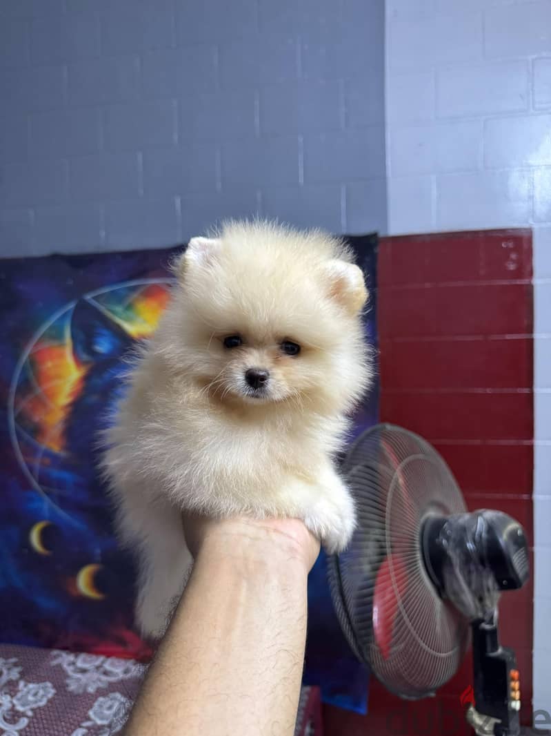 pomeranian tea cup 5