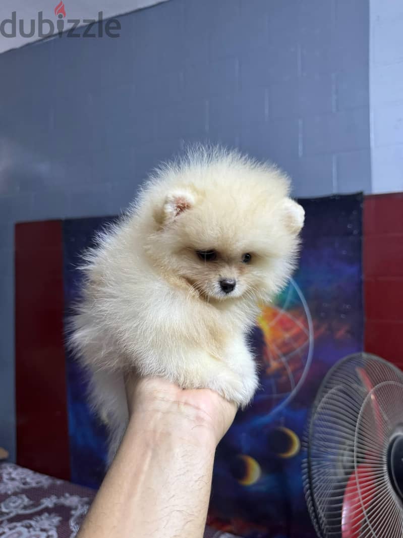 pomeranian tea cup 6