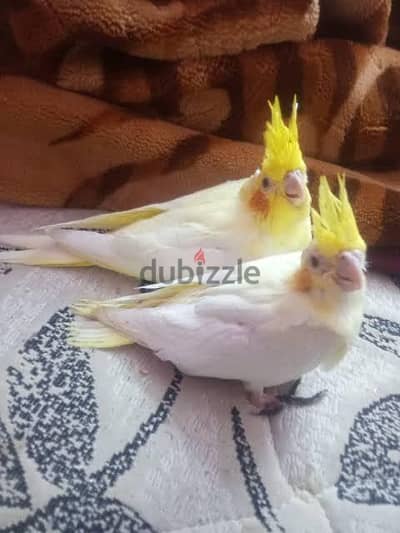 مطلوب تأكيل يدوي كوكتيل بنطاق الحضرة
