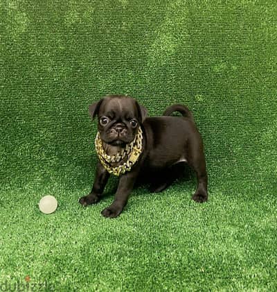 متاح بنات بج • pug puppies