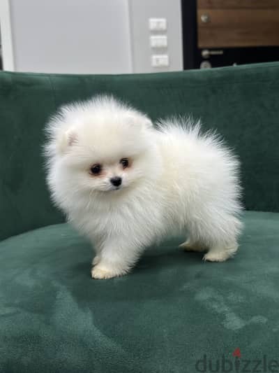 Pomeranian puppy بومرينيان