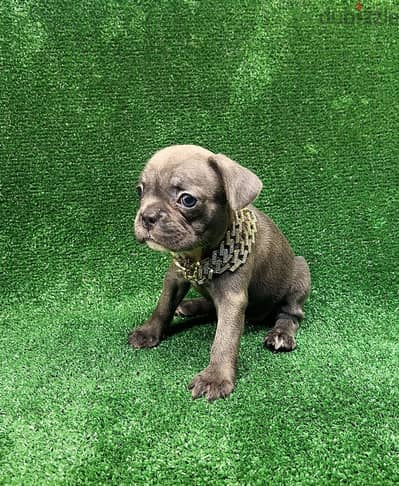 بنت فرنش بولدوج •female French bulldog