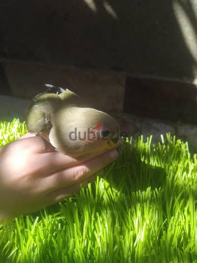 عصفير روز