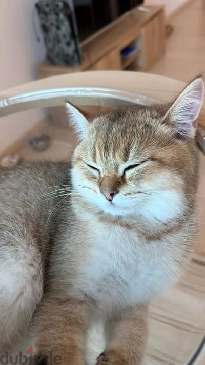 Scottish straight shorthair