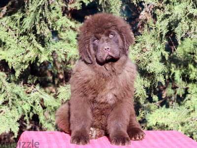 top line newfoundland puppy 60 days old imported for reservation