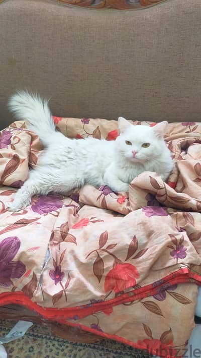 قط شيرازي اليف للتبني Friendly Persian cat for adoption قط شيرازي اليف للتبني Friendly Persian cat for adoption