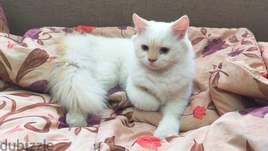 Persian Himalayan male cat for adoption