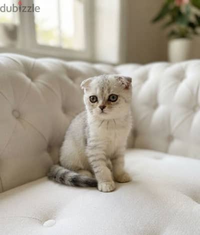 قط سكوتش فولد شورت هير ns11 بلاك سيلفر شينشيلا ذكر Scottish Fold