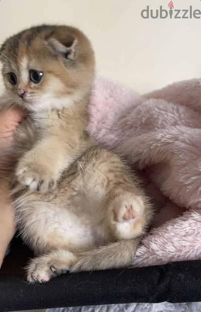 Kitten Scotch Fold Gold