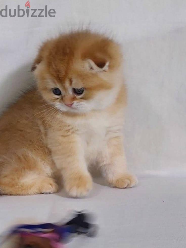 Kitten Scotch Fold Gold 1