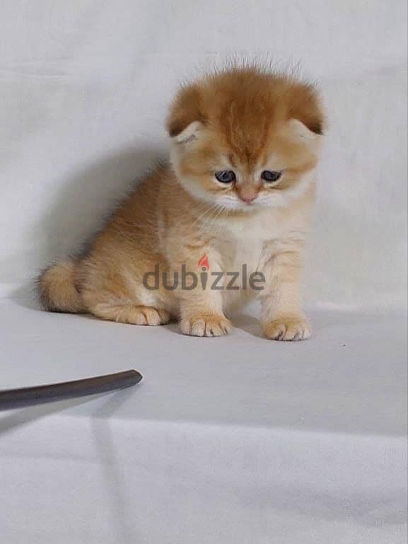 Kitten Scotch Fold Gold 2