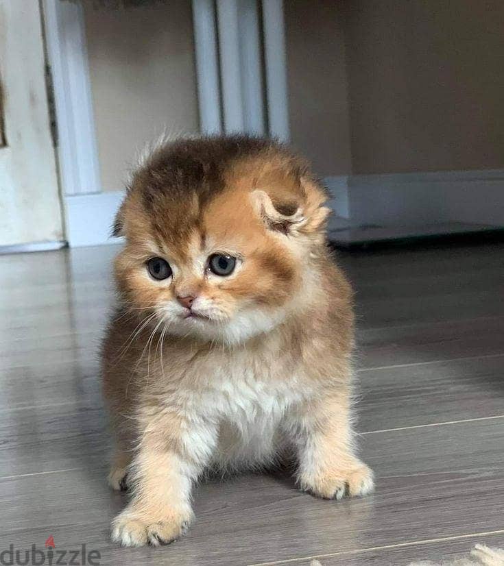 Kitten Scotch Fold Gold 3