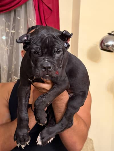 اقوي جرو كين كورسو cane Corso