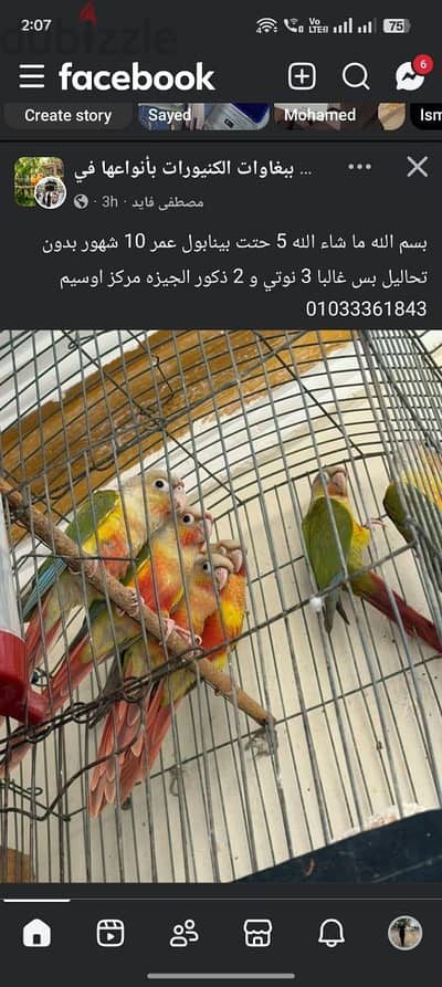 بينابول