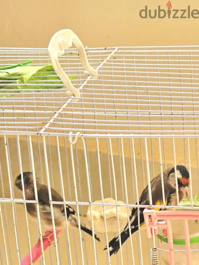 زوج حسون بايت تفريخ مصري