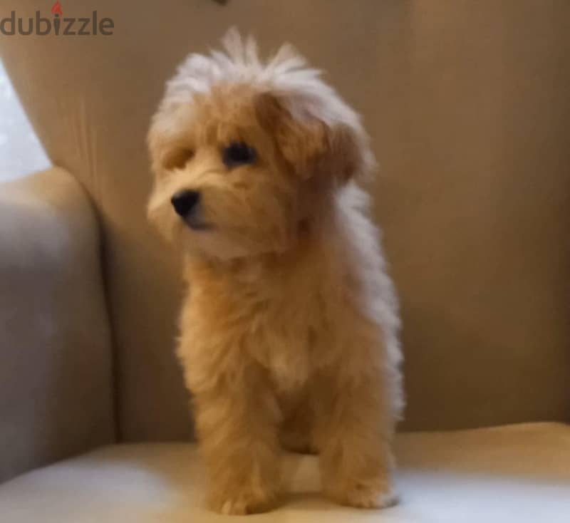 maltipoo & poodle 2
