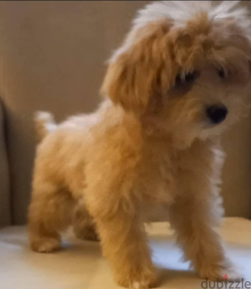 maltipoo & poodle 3