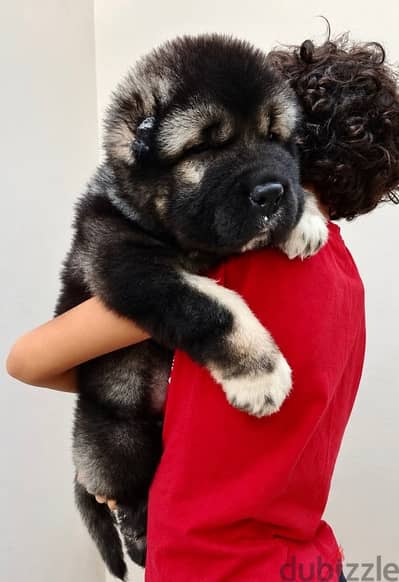 Caucasian shepherd premium Quality