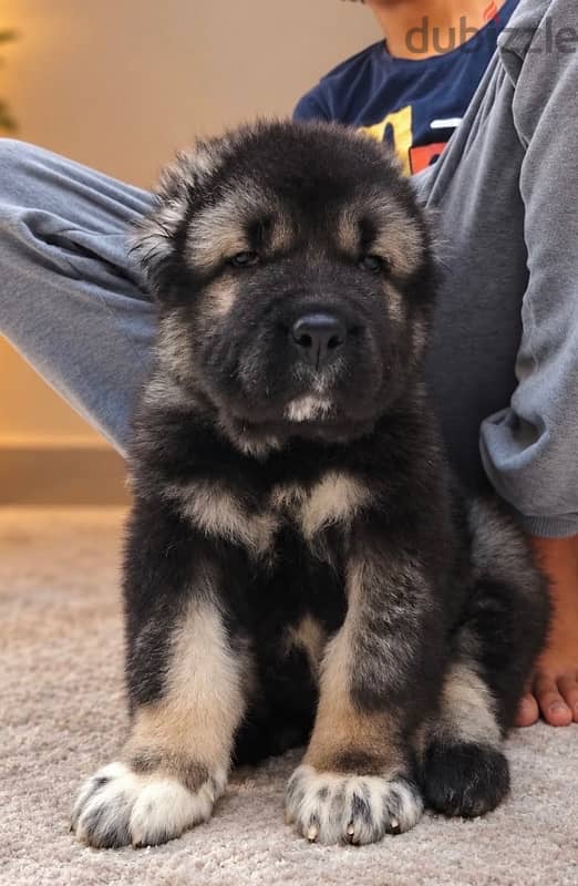 Caucasian shepherd premium Quality 1