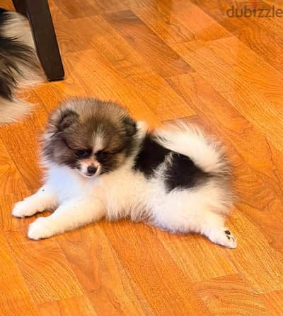 Pomeranian male & female 65 days