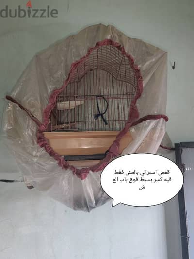 اقفاص