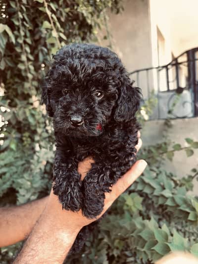 Toy poodle
