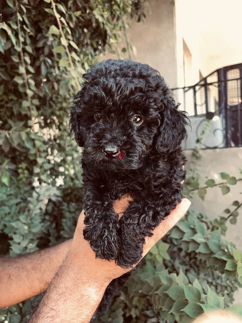 Toy poodle 1