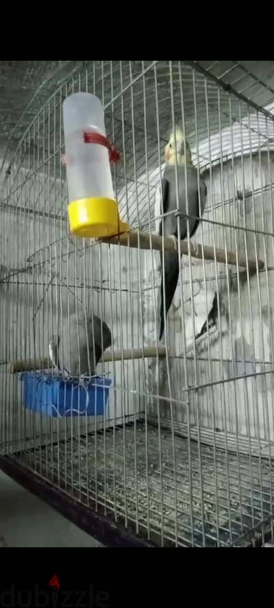 استرالى و سلاكة