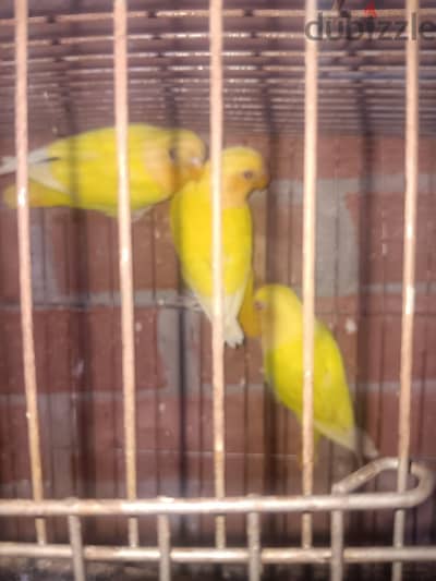 روز  اوبلاين  اورانج