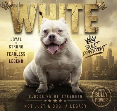 american bully للجواز