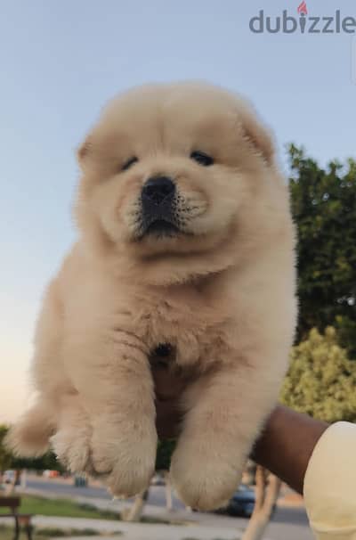للتميز  متع عينيك أجمل ولد تشاو تشاو chow chow