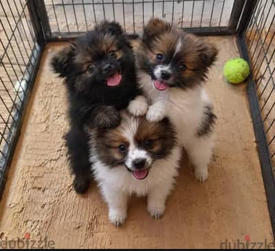 Championship Pomeranian Puppies Available