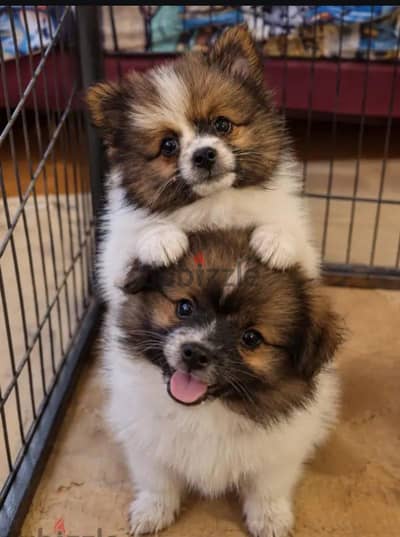 كلاب بومرينيان جرو بوكيت سايز سلالة أبطال|Pocket Pomeranian Puppy