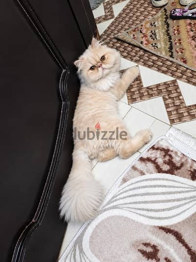 ولد بيرشن زوار توب