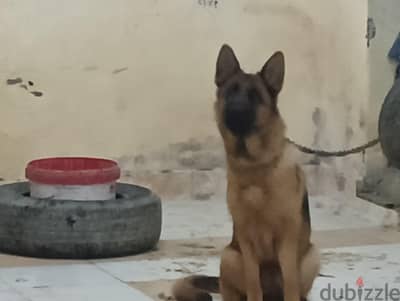 جرواية شو لاين شورت هير