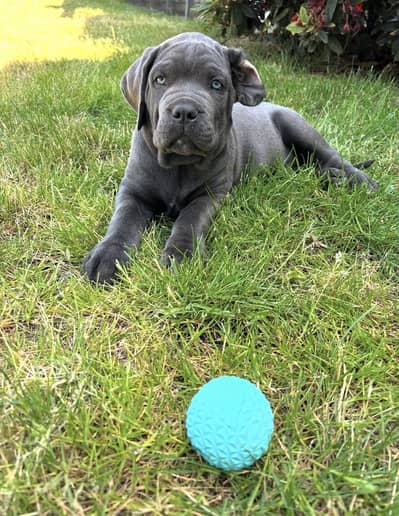جراوي  كين كرسو cane corso