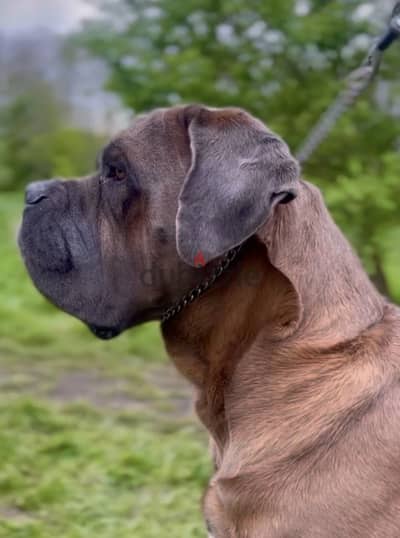 Cane corso