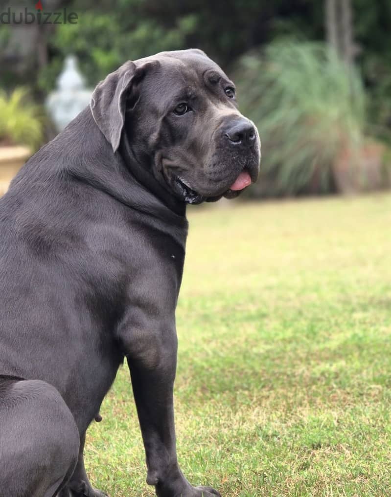 Cane corso 1