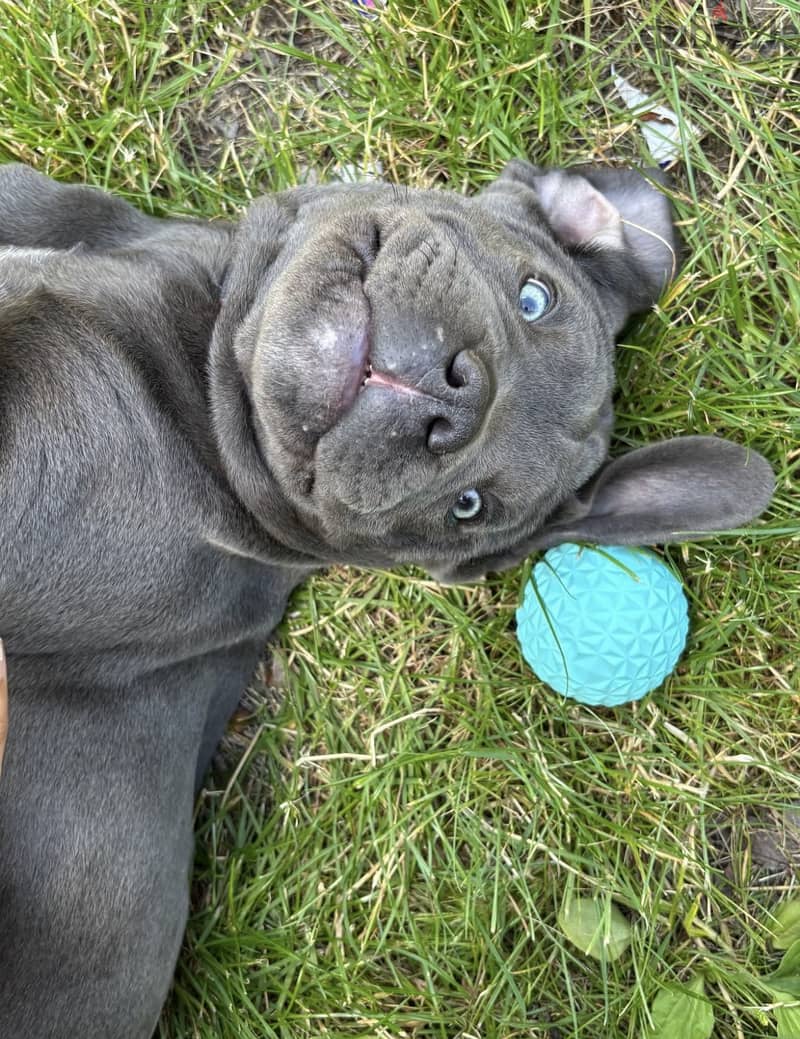 Cane corso 3